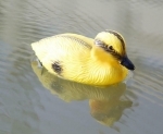 Baby Duck Floats - 3 pack
