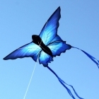 Ulysses Butterfly Kite